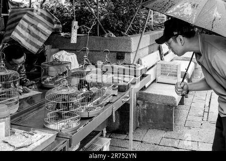 Un homme regardant les oiseaux de cage au marché aux oiseaux de Hong Kong (marché aux oiseaux de la rue Yuen po), Kowloon, Hong Kong, Chine. Banque D'Images