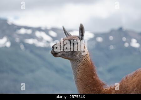 Portraits de guanaco, Lama guanicoe, en Patagonie chilienne Banque D'Images