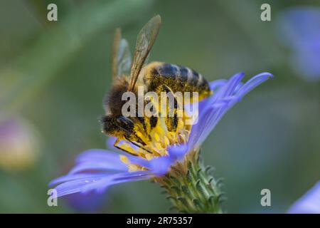 Abeille sur une fleur collectant le pollen Banque D'Images