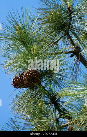 PIN noir, Cones on Tree, branche, Pinus jeffreyi, Pino de Jeffrey Banque D'Images