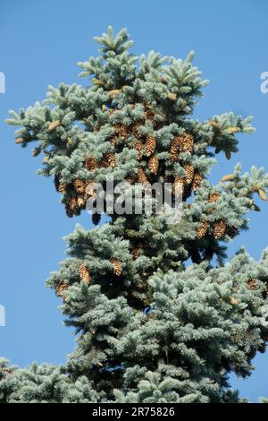 Sapin de l'épinette bleue du Colorado Picea pungens 'Hoopsii', le sommet de l'arbre Banque D'Images