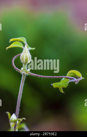 Clematis 'Justa' dans le jardin, bourgeon Banque D'Images