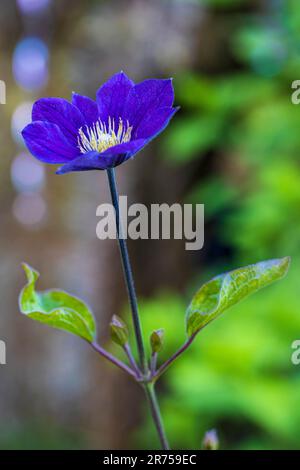 Clematis 'Justa' dans le jardin Banque D'Images
