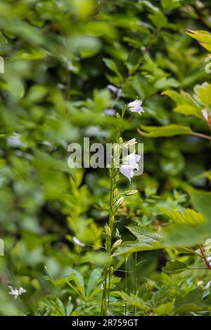 bellflower blanc à feuilles de pêche (Campanula persicifolia 'Alba') dans le jardin Banque D'Images