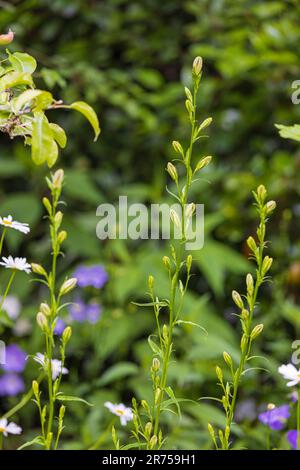 bellflower blanc à feuilles de pêche (Campanula persicifolia 'Alba') dans le jardin Banque D'Images