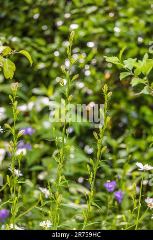 bellflower blanc à feuilles de pêche (Campanula persicifolia 'Alba') dans le jardin Banque D'Images