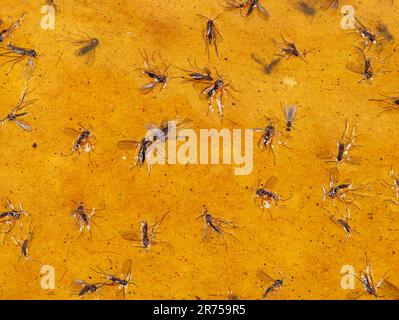 Gros plan de diverses petites mouches coincées sur un piège à mouches jaune collant Banque D'Images