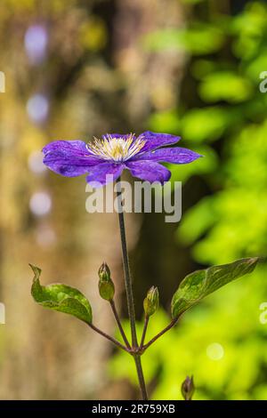 Clematis 'Justa' dans le jardin Banque D'Images