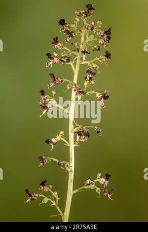 Figurine de chien (Scrophularia canina), inflorescence, Italie, Tyrol du Sud, Dolomites Banque D'Images