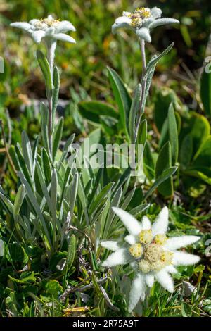 Edelweiss (Leontopodium alpinum, Leontopodium nivale), floraison, composition, Autriche, Tyrol Banque D'Images