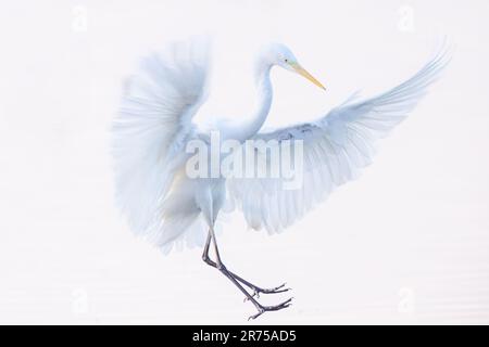 Grand aigreet, Grand Egret blanc (Egretta alba, Casmerodius albus, Ardea alba), atterrissage, clé haute, Allemagne, Bavière Banque D'Images