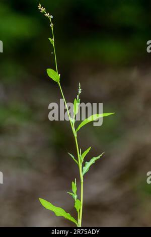 Herbe à puce au poivre de marsh, poivre d'eau (Persicaria hydropiper), floraison, Allemagne, Bavière Banque D'Images