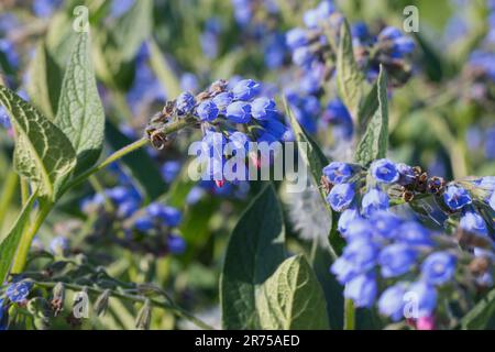 Beinwell, comfrey bleu, comfrey caucasien (Symphytum caucasicum), floraison, Suède Banque D'Images