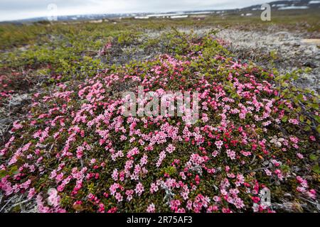 Azalée alpine, azalée traînante, azalée alpine, azalée naine (Loiseleuria procumbens, Kalmia procumbens), floraison, Suède Banque D'Images