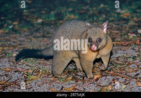 Possum à queue de pinceau, Possom de Brushtail (Trichosurus vulpecula), dans le biotope, nocturne, Australie Banque D'Images