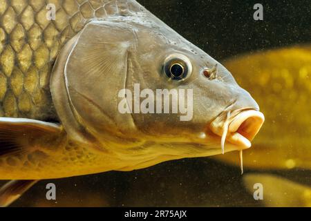 Carpe squameuse, carpe européenne (Cyprinus carpio), portrait avec barbels clairement visible, vue latérale Banque D'Images