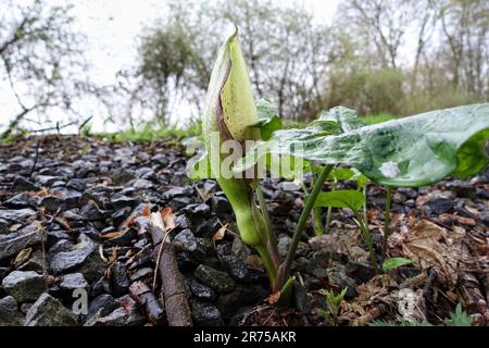 lords-and-Ladies, portland arrowroot, cuckoopint (Arum maculatum), descendant dans le lit de ballast d'une ancienne ligne de chemin de fer, Allemagne, Nord Banque D'Images