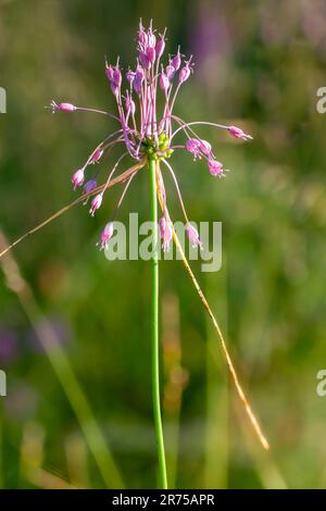 Ail (Allium carinatum), inflorescence, Allemagne, Bavière, Murnauer Moos Banque D'Images