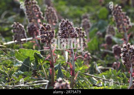 Butterburr (Petasites hybridus), blooming, Allemagne Banque D'Images