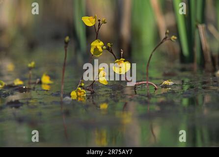 ouest bladdermoort (Utricularia australis), floraison dans l'eau, Allemagne, Bavière Banque D'Images