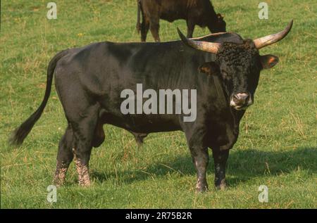 Élevage de bétail (Bos primigenius F. taureau), gros taureau dans les pâturages, Allemagne, Bavière, Ammerseeinsel Banque D'Images