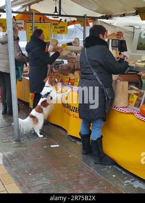 Petit chien hollandais de sauvagine, Kooiker (Canis lupus F. familiaris), mendiant au stand de fromage sur le marché hebdomadaire, pays-Bas Banque D'Images