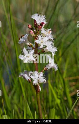 Bogbean, sarrasin (Menyanthes trifoliata), inflorescence, Suède Banque D'Images