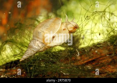 Grand escargot, marais lymnaea (Lymnaea stagnalis), sous l'eau Banque D'Images