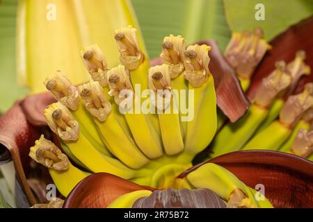 Banane (Musa paradisiaca, Musa x paradisiaca), inflorescence avec les fleurs femelles Banque D'Images