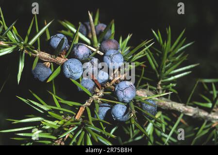 Genévrier commun, Juniperus communis (Genévrier), de la direction générale avec les baies, Allemagne Banque D'Images