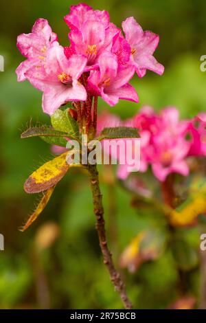 Rose des alpes velu (Rhododendron hirsutum), la floraison, l'Autriche, le Tyrol Banque D'Images
