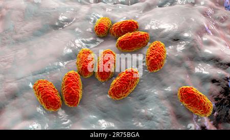 Bactérie de la coqueluche (Bordetella pertussis), illustration informatique. B. la coqueluche est une bactérie Gram-négative, aérobie, non motile, coccobacillus. E Banque D'Images