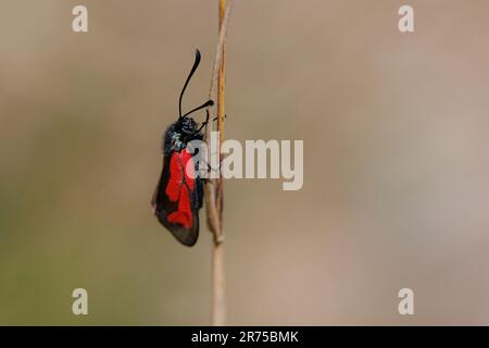 burnett transparent (Zygaena purpuralis), à une tige de plante, vue latérale, Allemagne, Bavière Banque D'Images