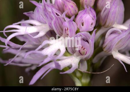 Orchidée italienne (Orchis italica), fleurs Banque D'Images