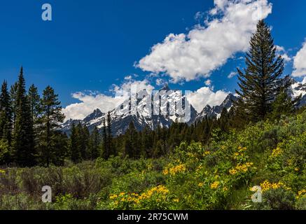Grand Teton Peak (au centre) dans la chaîne de Teton avec des fleurs sauvages de Balsamroot d'Arrowleaf (Balsamorhiza sagittatatataw), parc national de Grand Teton, WY, États-Unis. Banque D'Images
