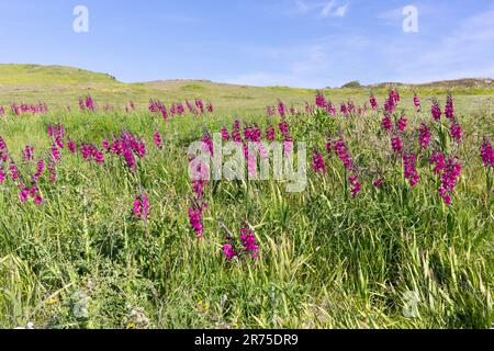 Gladiolus dans un champ à Anvil point dans le parc national de Durlston, Dorset, Royaume-Uni Banque D'Images