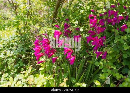 Gladiolus grandit dans le parc régional de Durlston, Swanage, Dorset, Royaume-Uni Banque D'Images