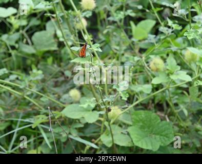 Vue arrière d'un papillon de coster de couleur orange Tawny (Acraea Terpsicore) ouvrant lentement les ailes tout en perchée sur une feuille d'une plante d'herbe César gro Banque D'Images