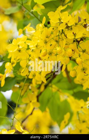 Belle Cassia fistule d'or douche, la pluie d'or fleurs fleurir sur l'arbre à Taiwan. Banque D'Images