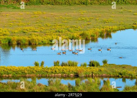 Le biotope Beeden près de Homburg, Bliesgau, Sarre, Allemagne Banque D'Images