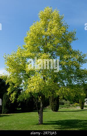 Liriodendron tulipifera 'Aureomarginatum', jardin de peuplier tulipe, arbre tulipe Banque D'Images