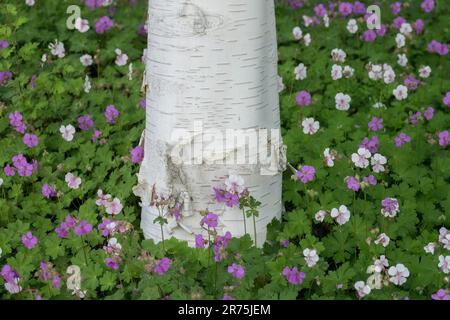 Bouleau de l'Himalaya à blanc, Betula jacquemontii, arbre, tronc, blanc, Écorce, géraniums de jardin Banque D'Images