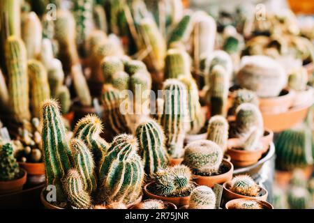 Grande collection de plantes de cactus en pot de différents types Banque D'Images