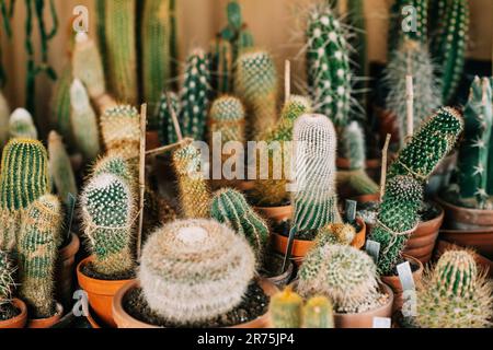 Grande collection de plantes de cactus en pot de différents types Banque D'Images