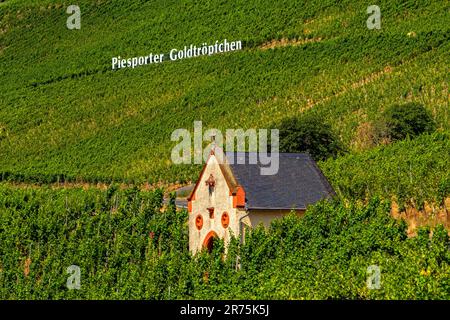 Vignoble Piesporter Goldtröpfchen, Piesport, Mosel, Vallée de la Moselle, Rhénanie-Palatinat, Allemagne Banque D'Images