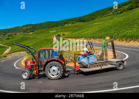 Vignoble Piesporter Goldtröpfchen, Piesport, Mosel, Vallée de la Moselle, Rhénanie-Palatinat, Allemagne Banque D'Images