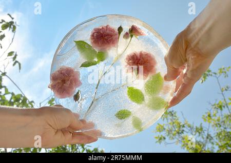 Femmes mains tenant des fleurs roses congelées contre le ciel Banque D'Images