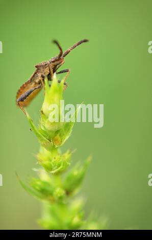 Macro de Dock Bug, Coreus marginatus dans la forêt Banque D'Images