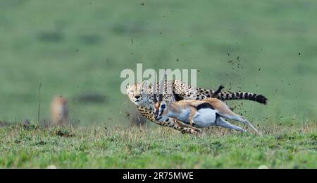 Cheetah (Acinonyx jubatus) chase un vieux buck gazelle de Thomson, Massai-Mara Game Reserve, Kenya. Banque D'Images