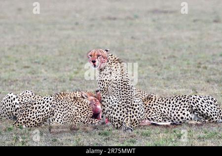 Quatre cheetahs mâles (Acinonyx jubatus) tuent un topi adulte, Maasai Mara Game Reserve, Kenya. Banque D'Images